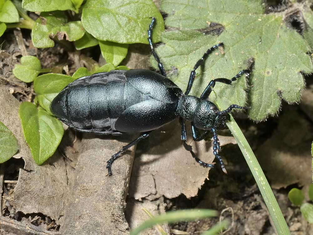 Meloe violaceus o proscarabeus?